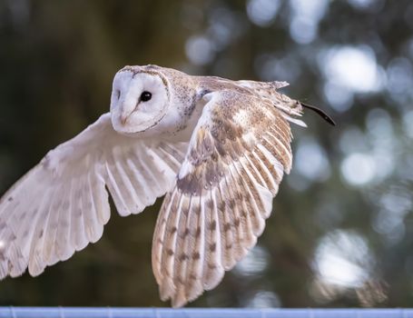 owl photo