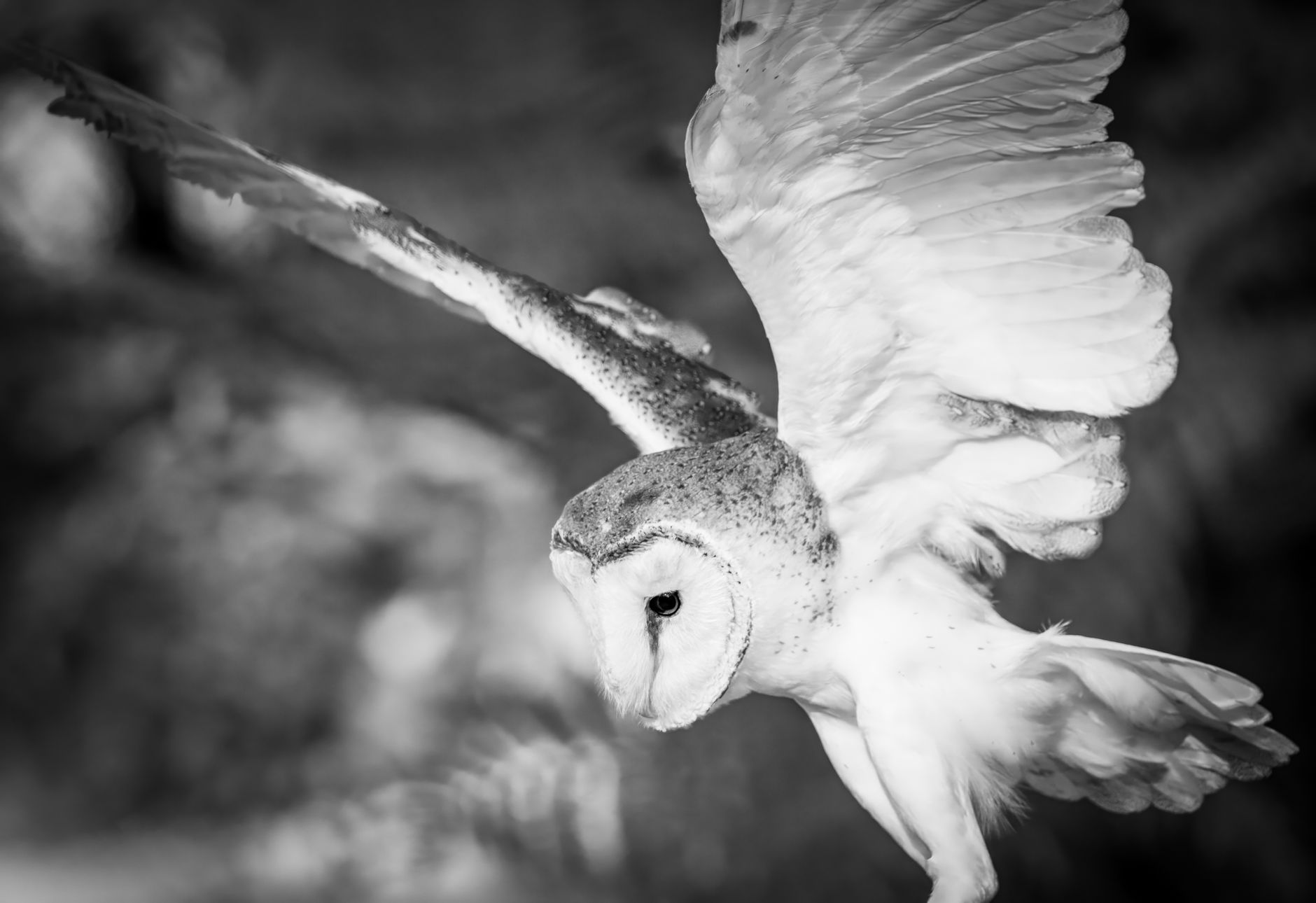 Barn Owl