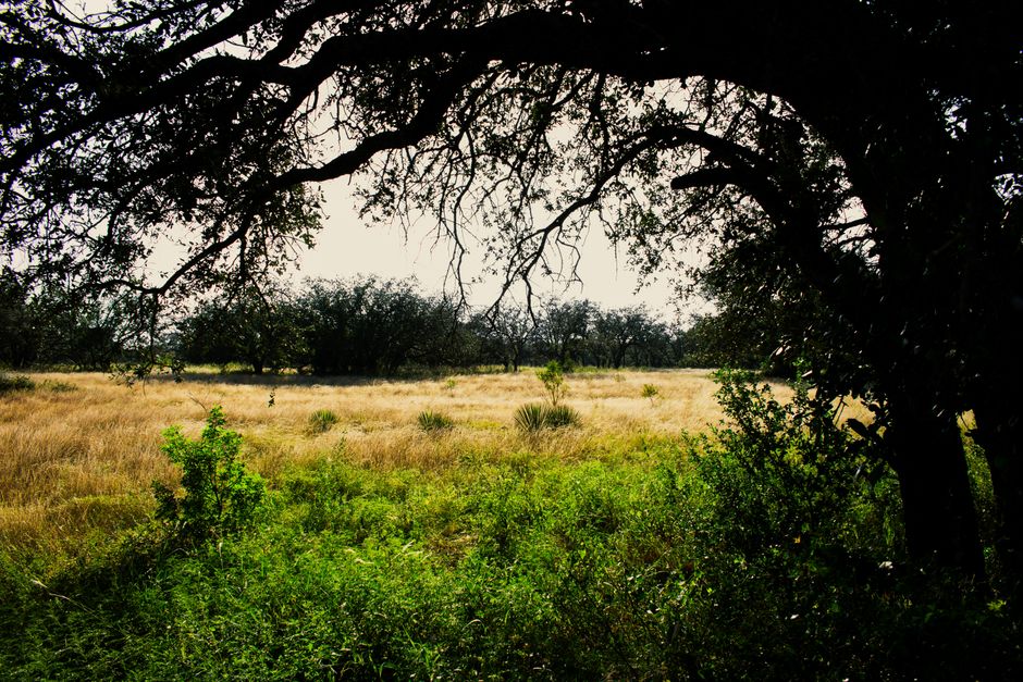 Peaceful view of a grassy field framed by a large oak tree in Brady, TX.
