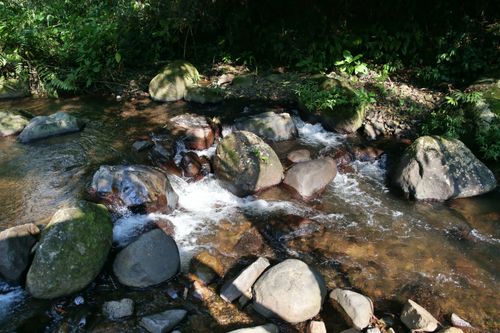 Free A peaceful forest stream flowing over mossy rocks surrounded by lush vegetation. Stock Photo