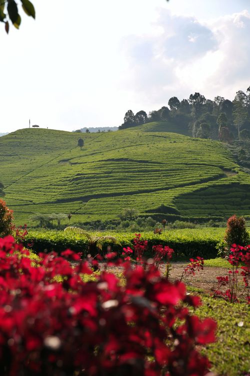 Free Scenic view of a lush tea plantation with vibrant red flowers in the foreground under a bright sky. Stock Photo