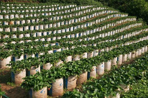 Free Lush rows of strawberry plants cultivated in sacks under bright daylight, ideal for agriculture themes. Stock Photo