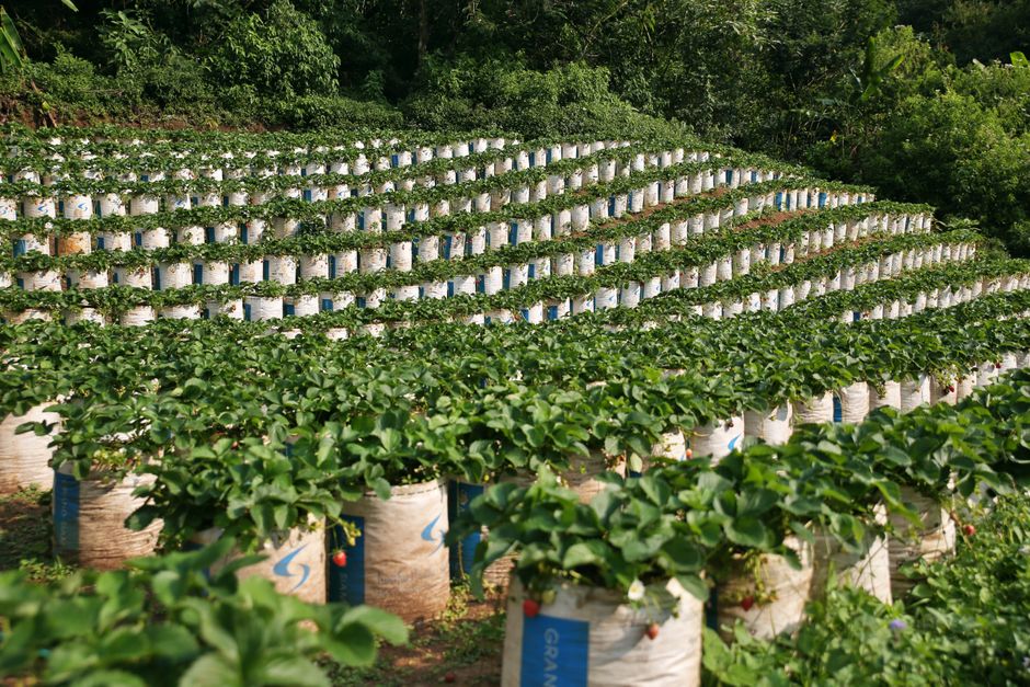 fertilizer bags farm field