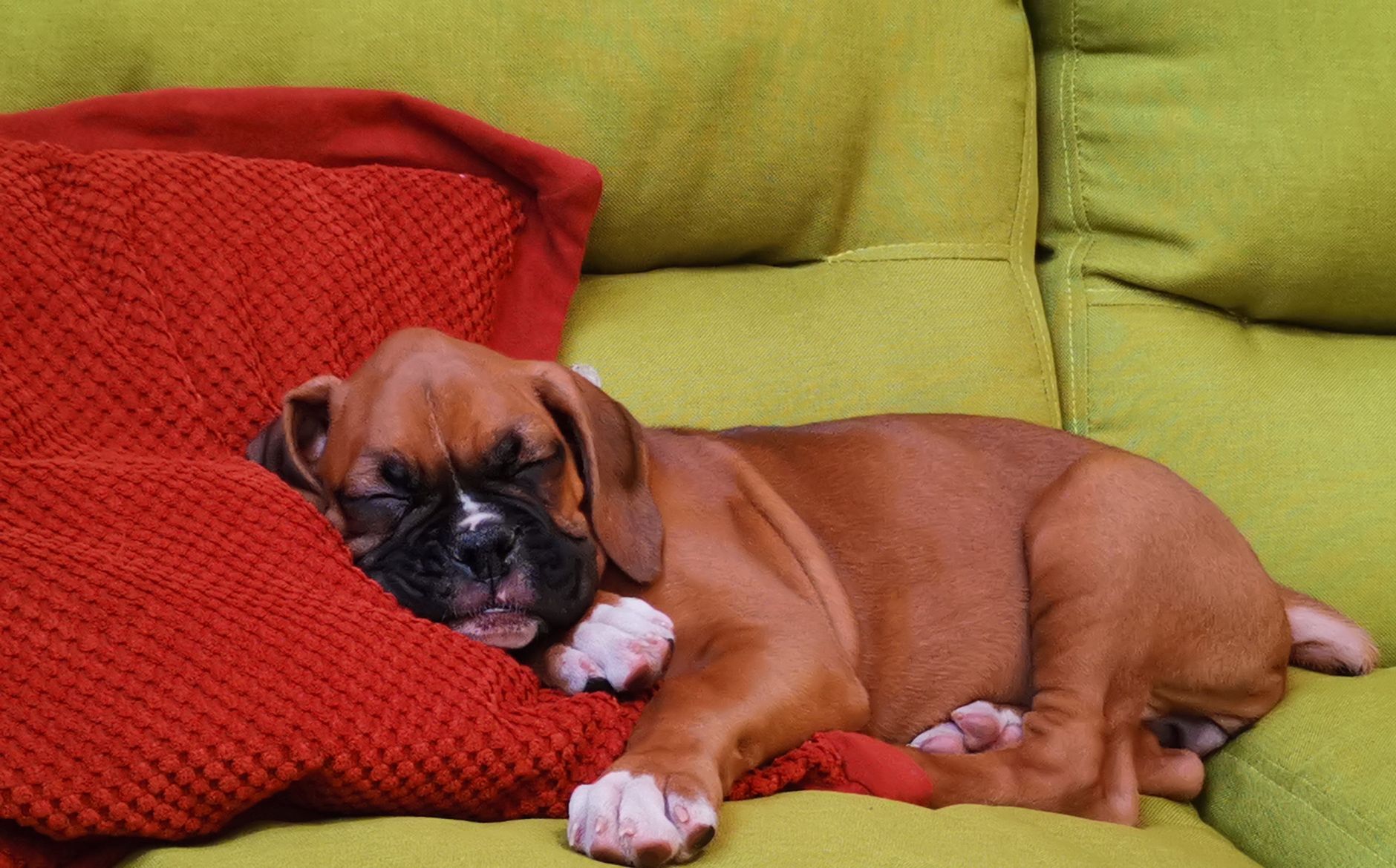 Il cane di Travis Kelce e Taylor Swift debutta in una campagna di moda accanto al giocatore