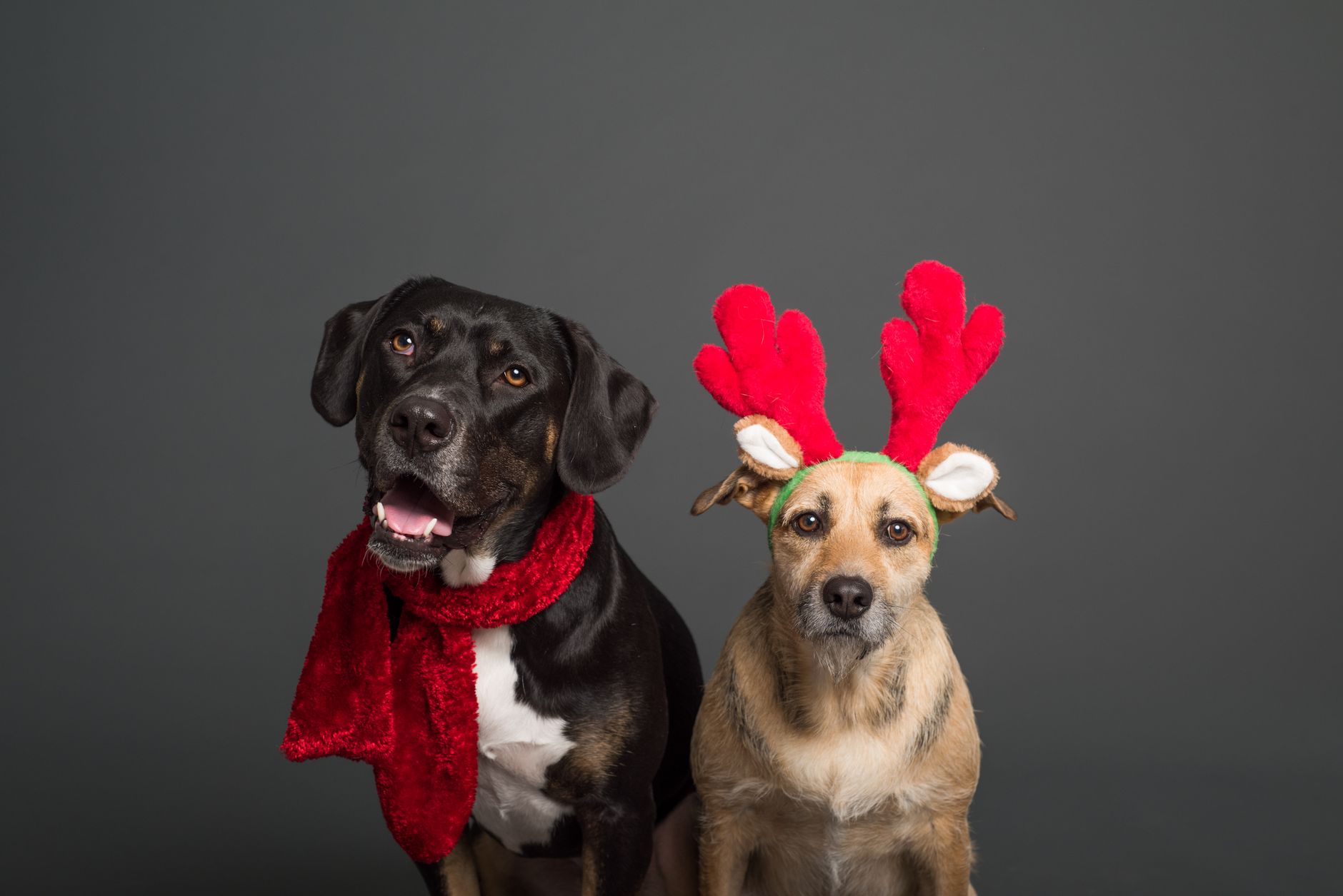 Two dogs wearing holiday accessories on a plain background, perfect for festive themes — dog carers for holidays near me