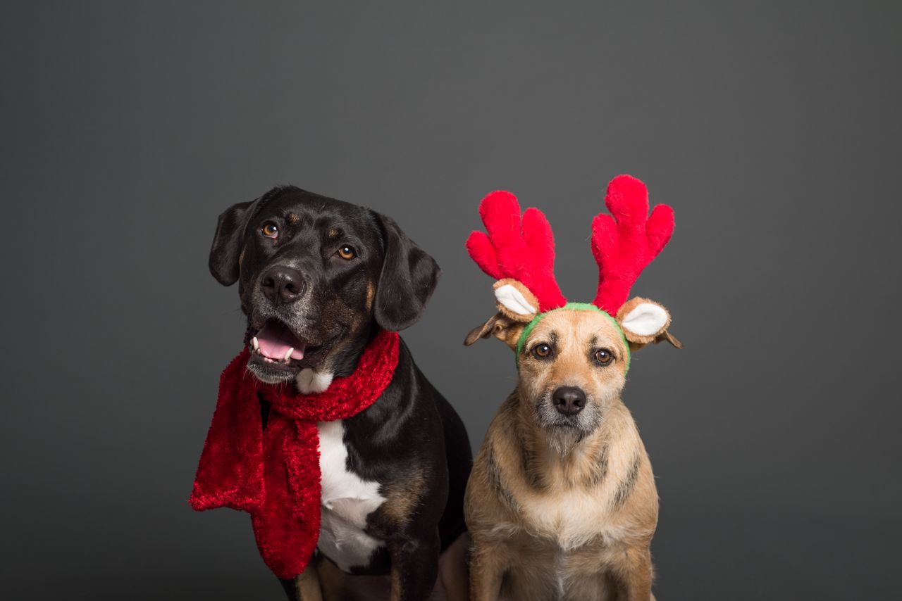 two dogs wearing holiday accessories on a plain background perfect for