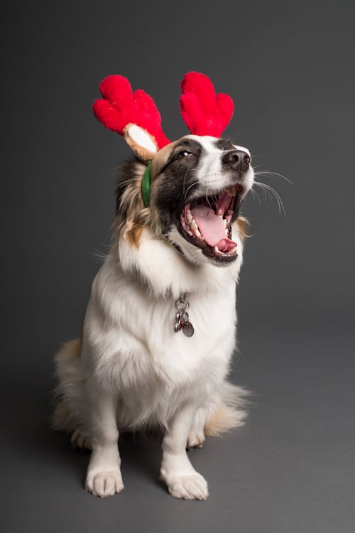 Sitting White and Brown Dog With Reindeer Headband