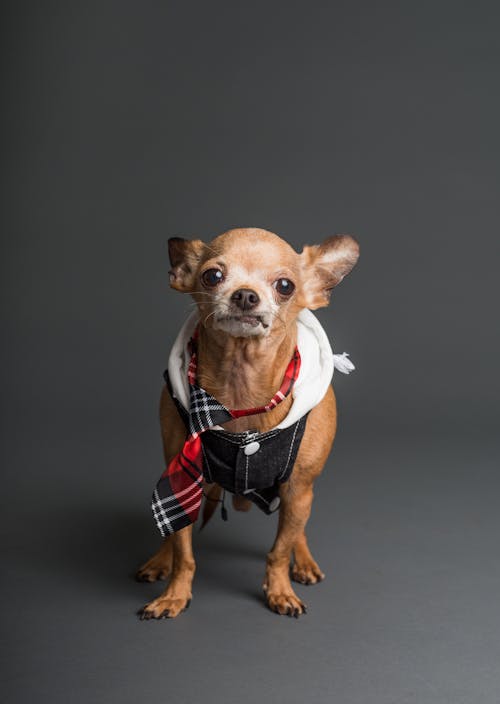 grátis Foto De Chihuahua Com Casaco Marrom Vestindo Um Colete Foto profissional