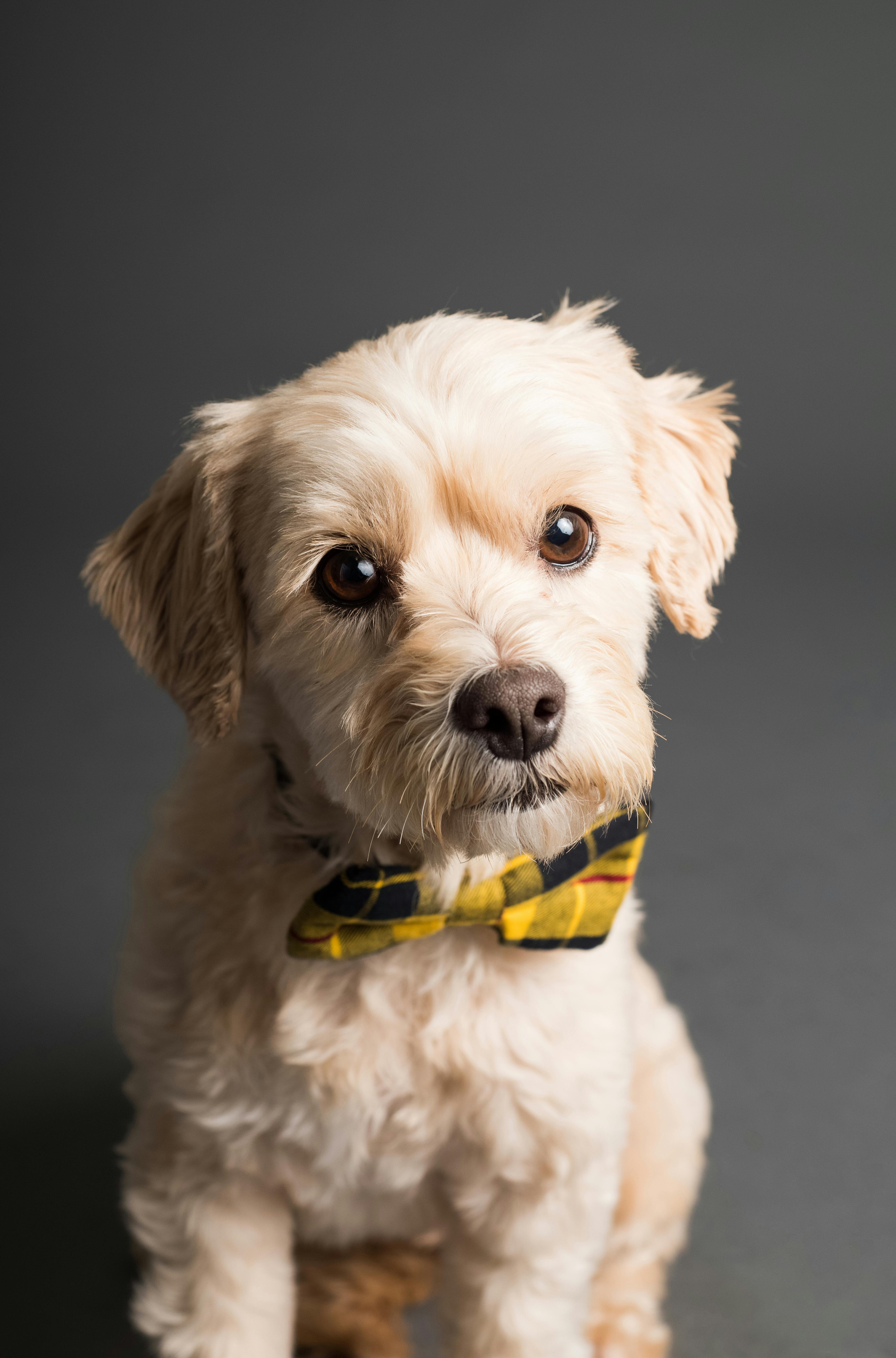 shallow focus photo of long coated dog