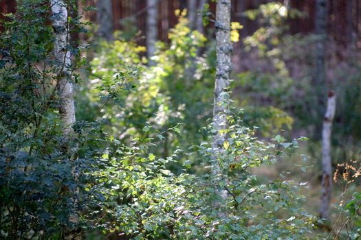 Captivating sunlight filtering through a lush forest creating an enchanting green scenery.