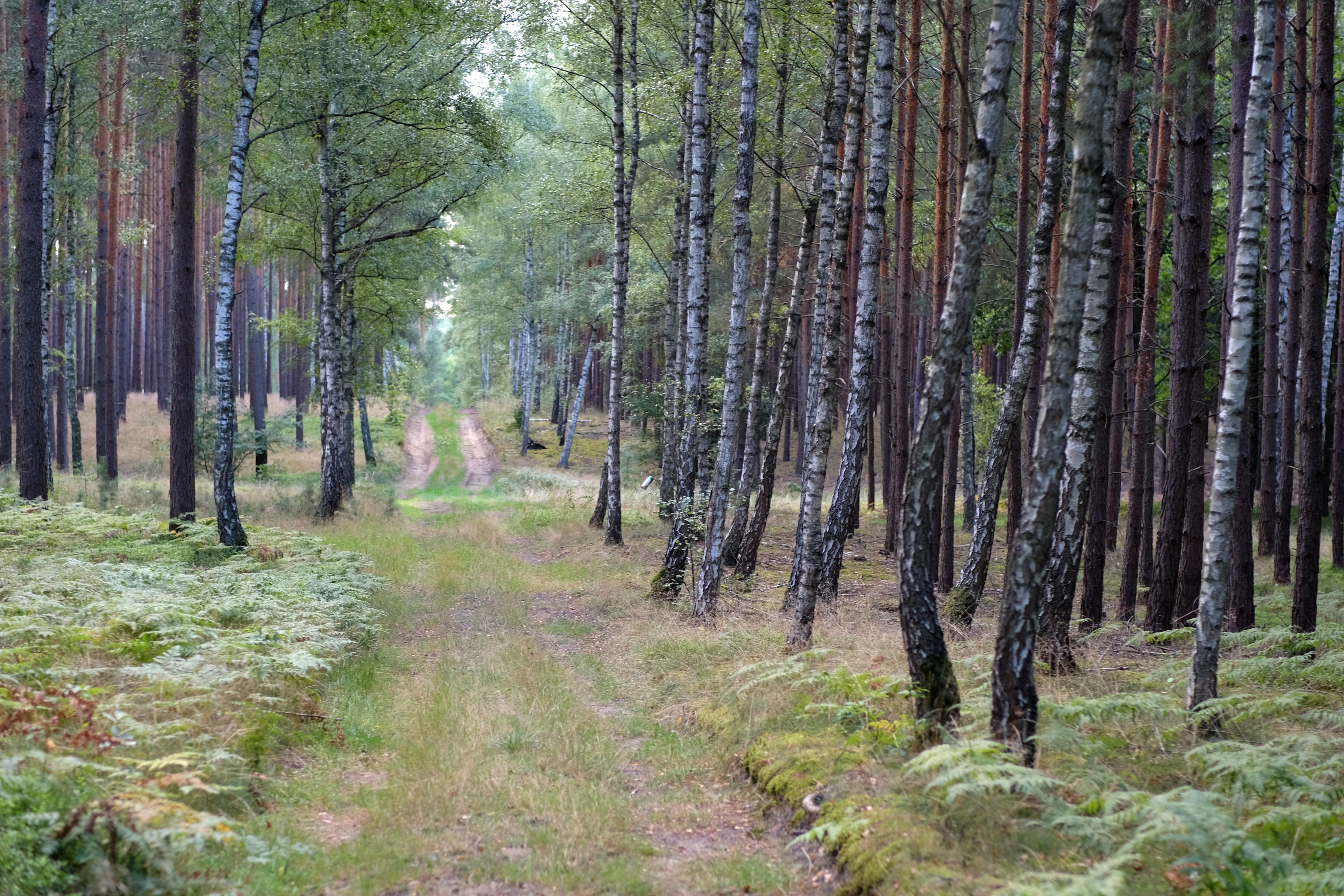 Green Leafed Trees · Free Stock Photo