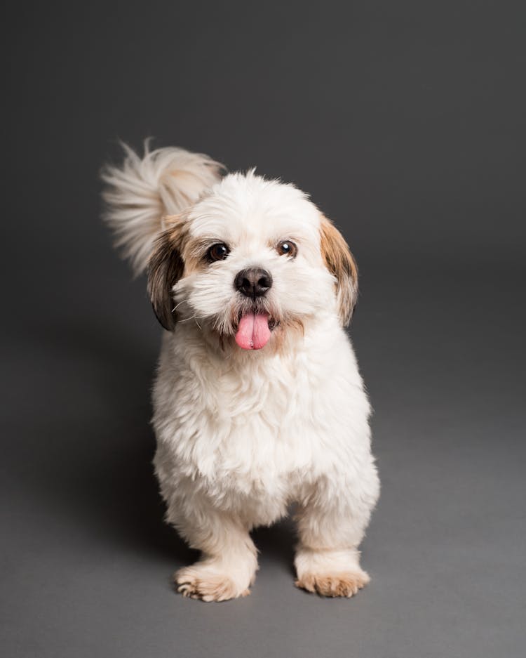 Shih Tzu Photo On Studio Shot