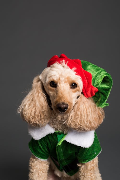 Dog in Elf Costume