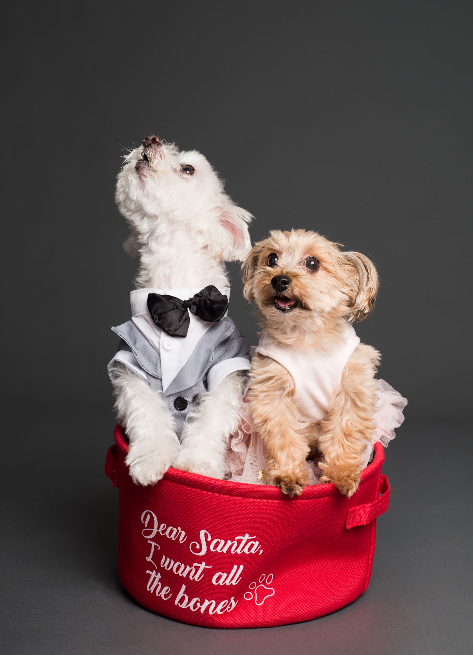 Puppies Photos, Download The BEST Free Puppies Stock Photos & HD Images