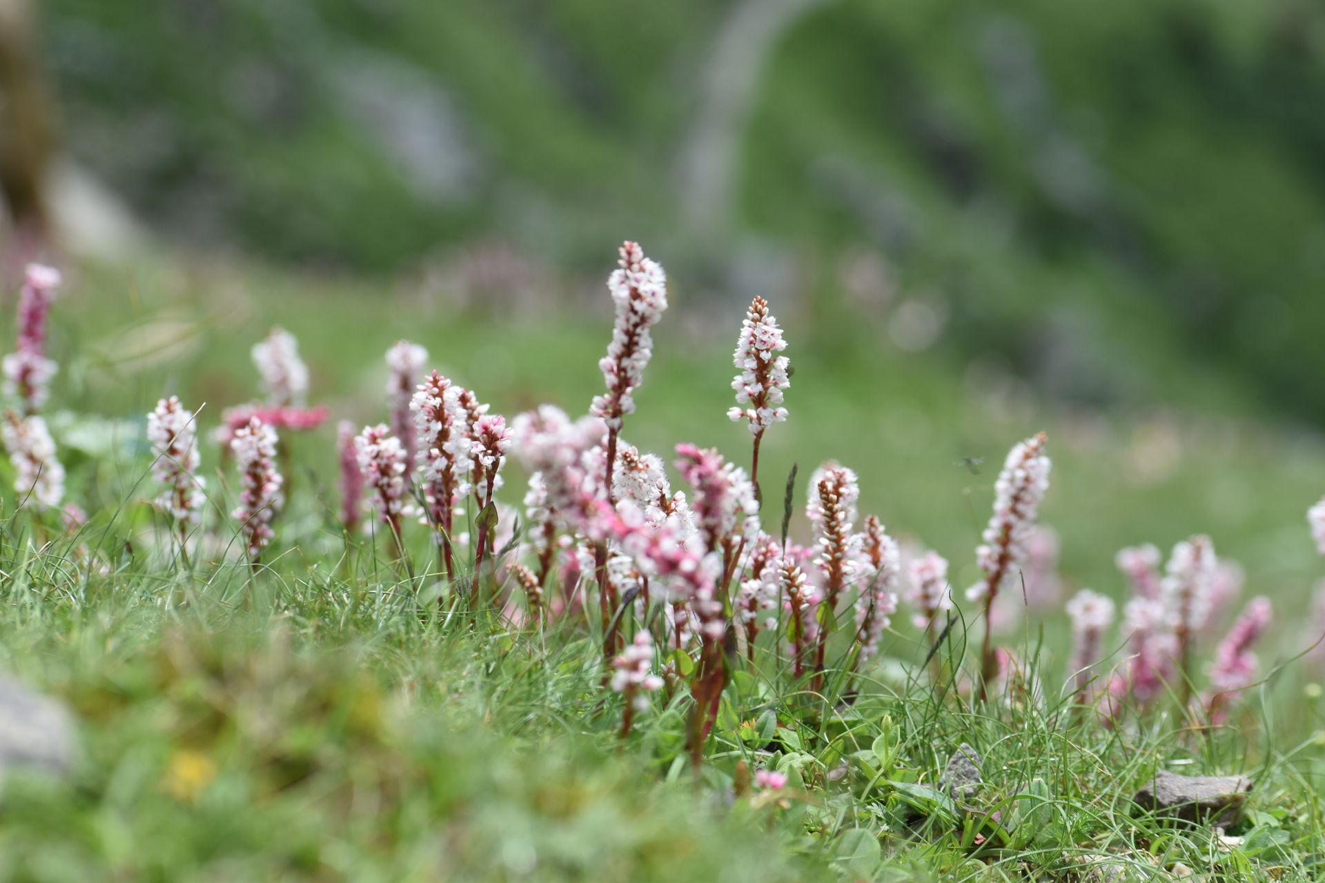 Lush pink wildflowers dot a serene mountain landscape in this vibrant nature scene.
