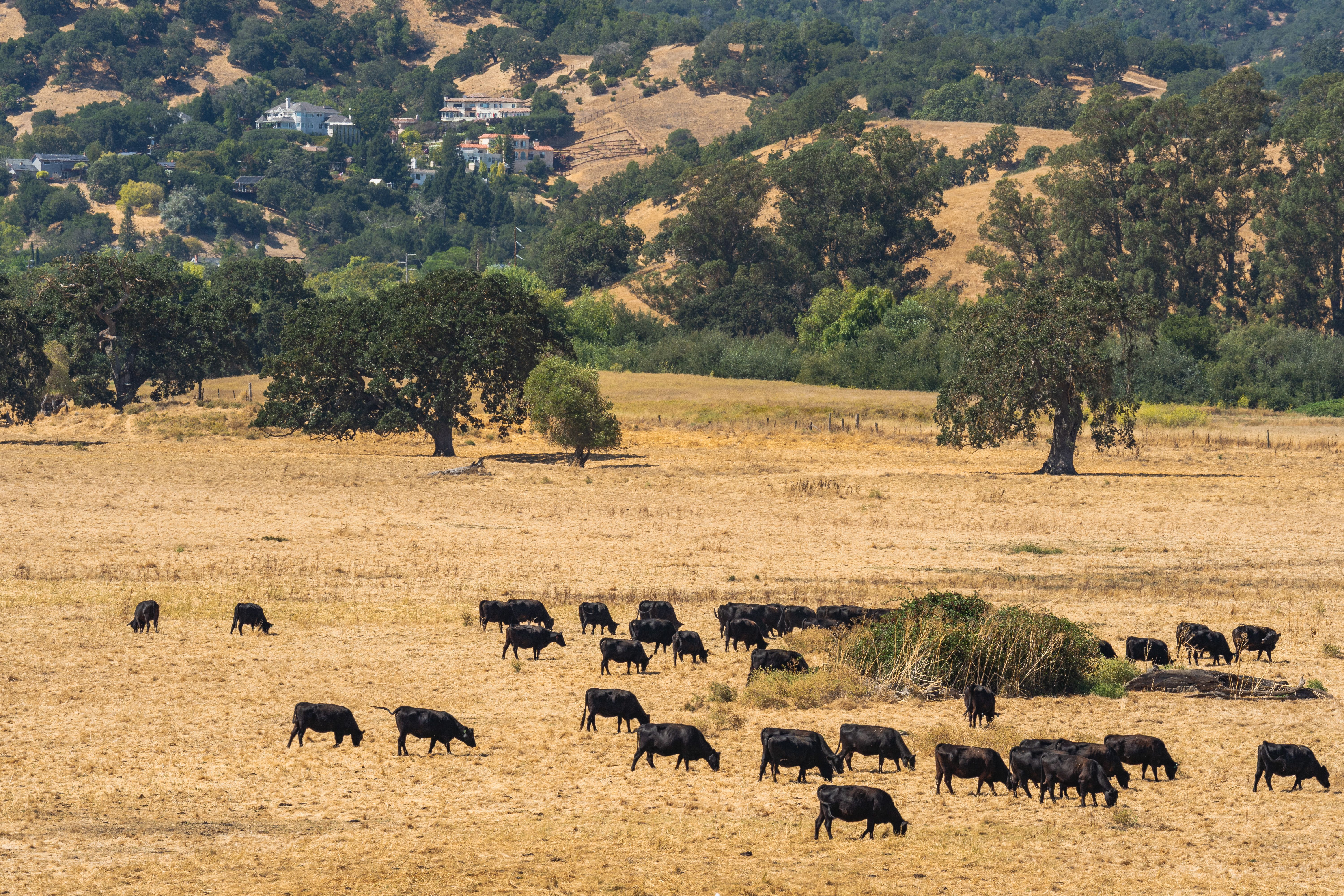 cattle ranching environment