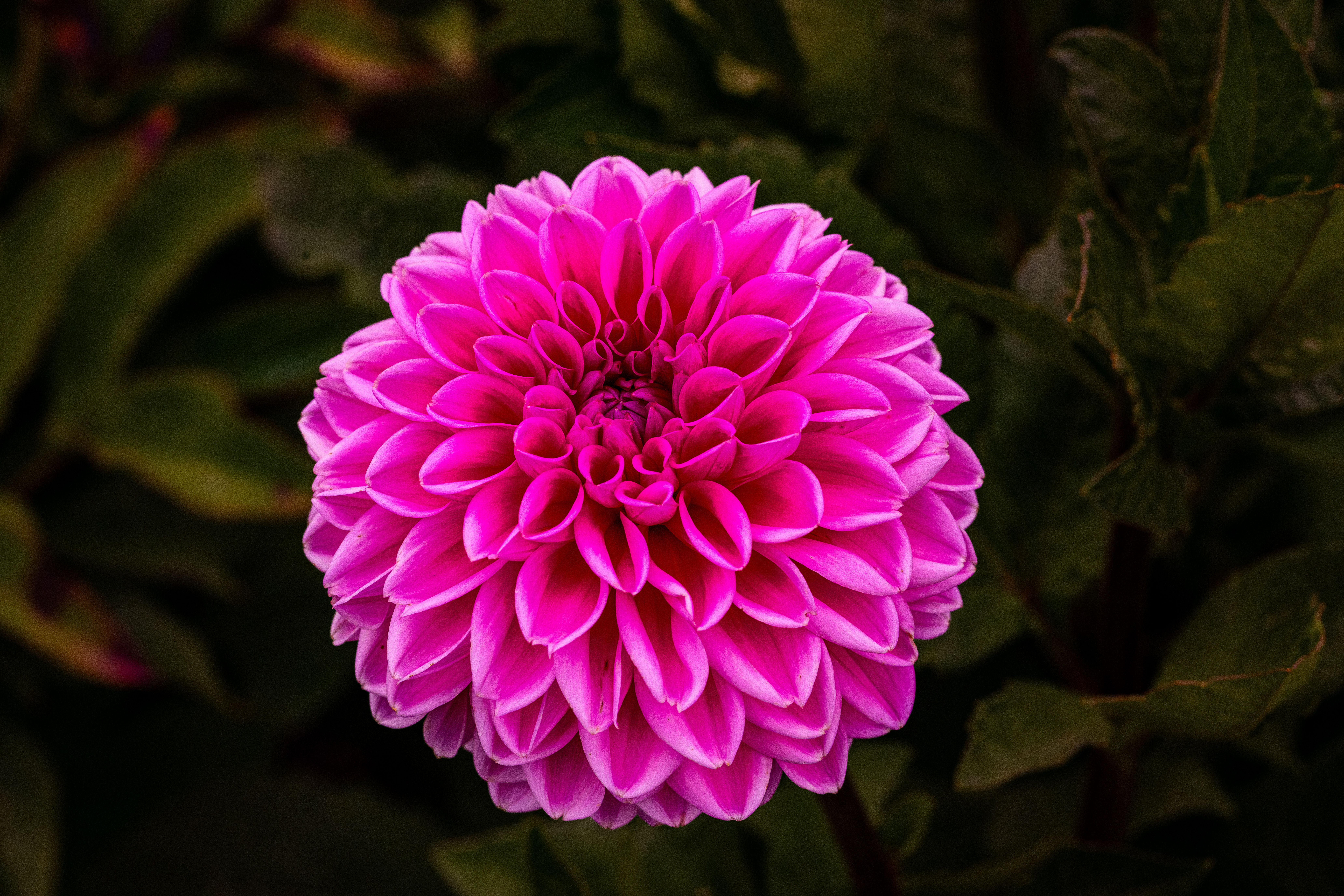 Gartenkissen farbig — Empfehlung für Farbenfrohe Gartenaccessoires