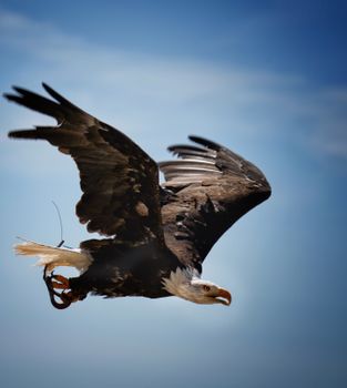 Close-up of a bald eagle flying gracefully against a clear blue sky.