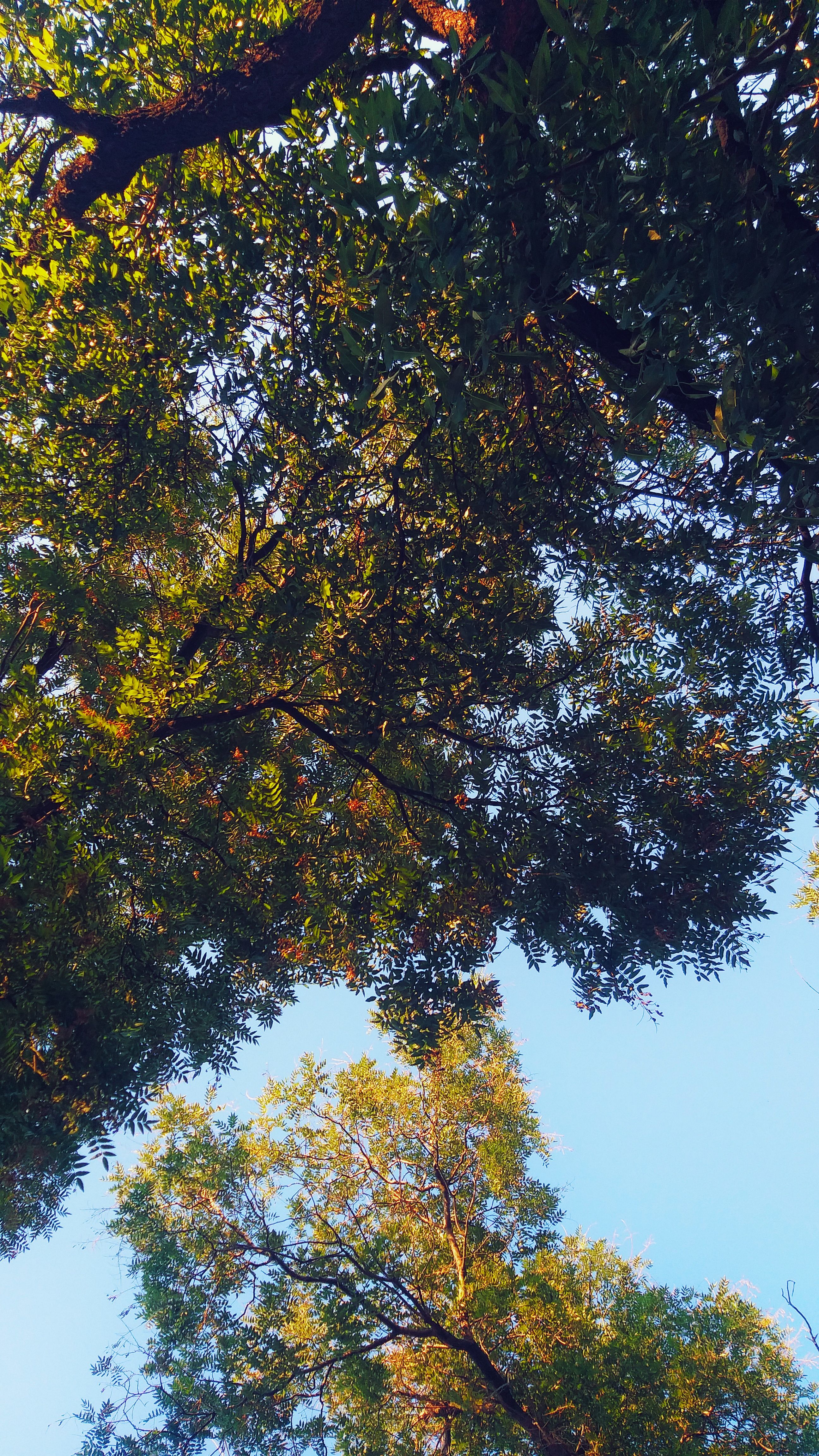 View of vibrant green tree canopy under clear blue sky in Kütahya, Türkiye. Perfect depiction of serene outdoor nature.