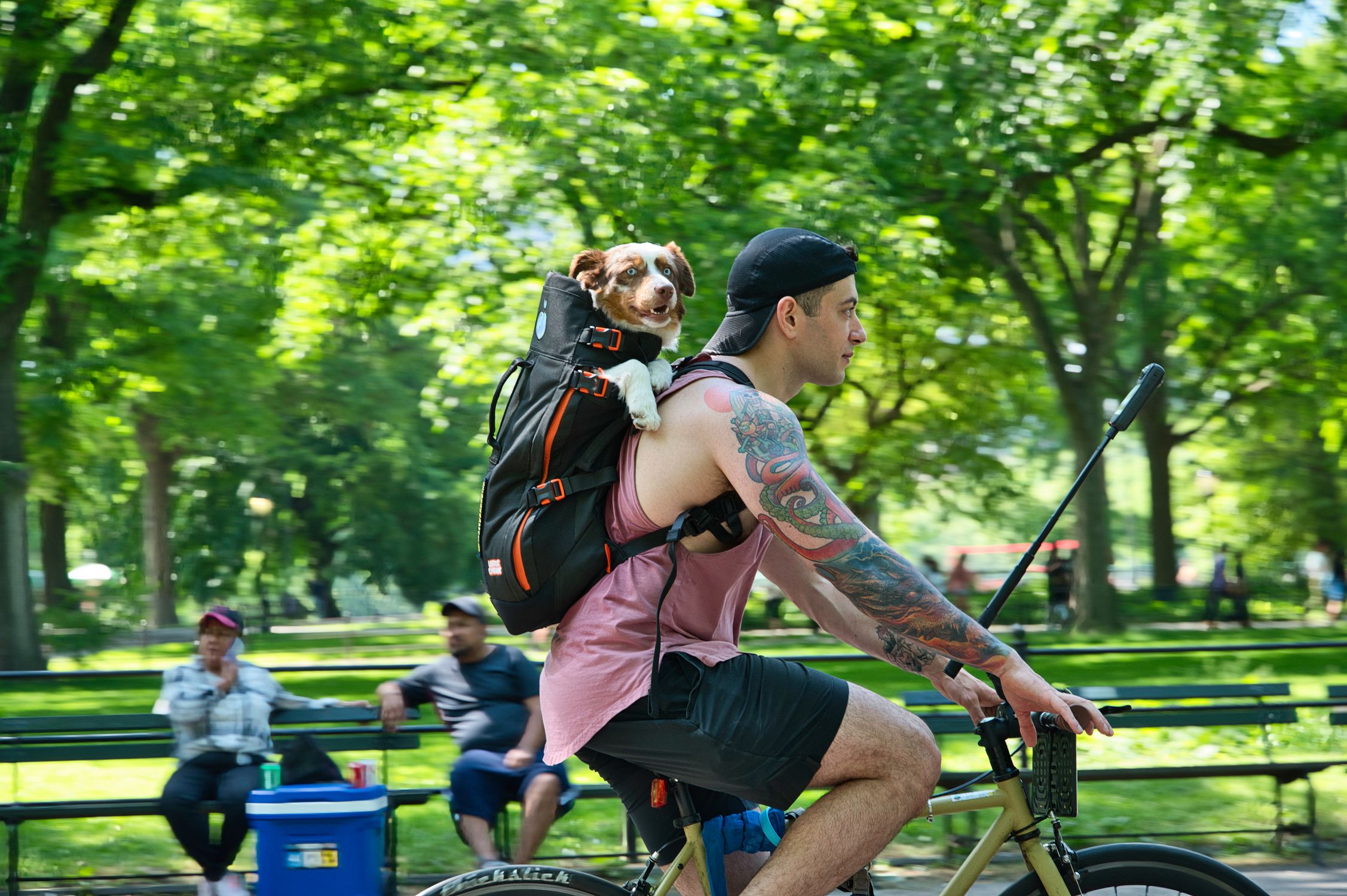 A tattooed cyclist rides through Central Park with a dog in a backpack, enjoying a sunny day.