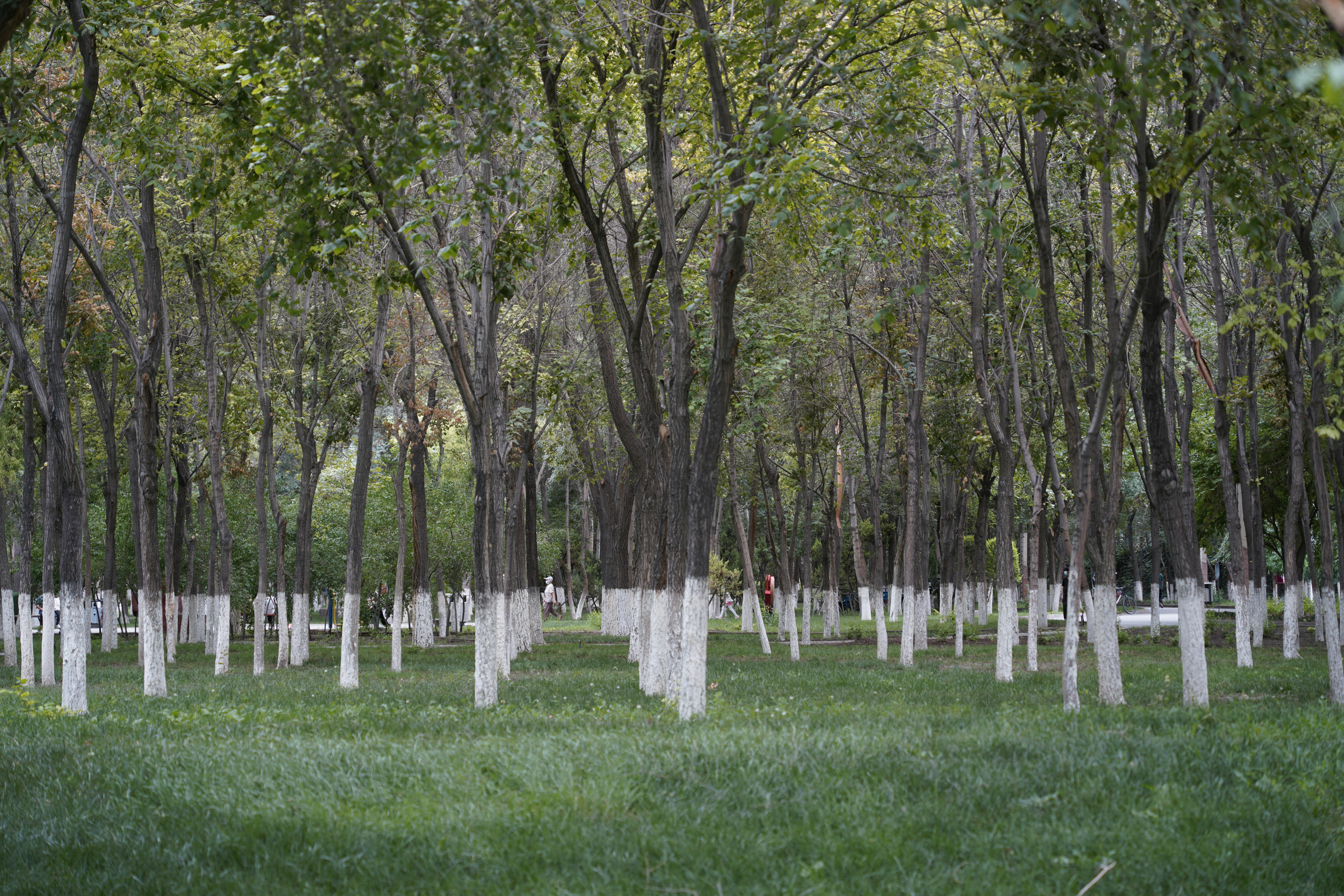 Tree of Heaven Secrets: The Gardener’s Wisdom from Soil to Canopy
