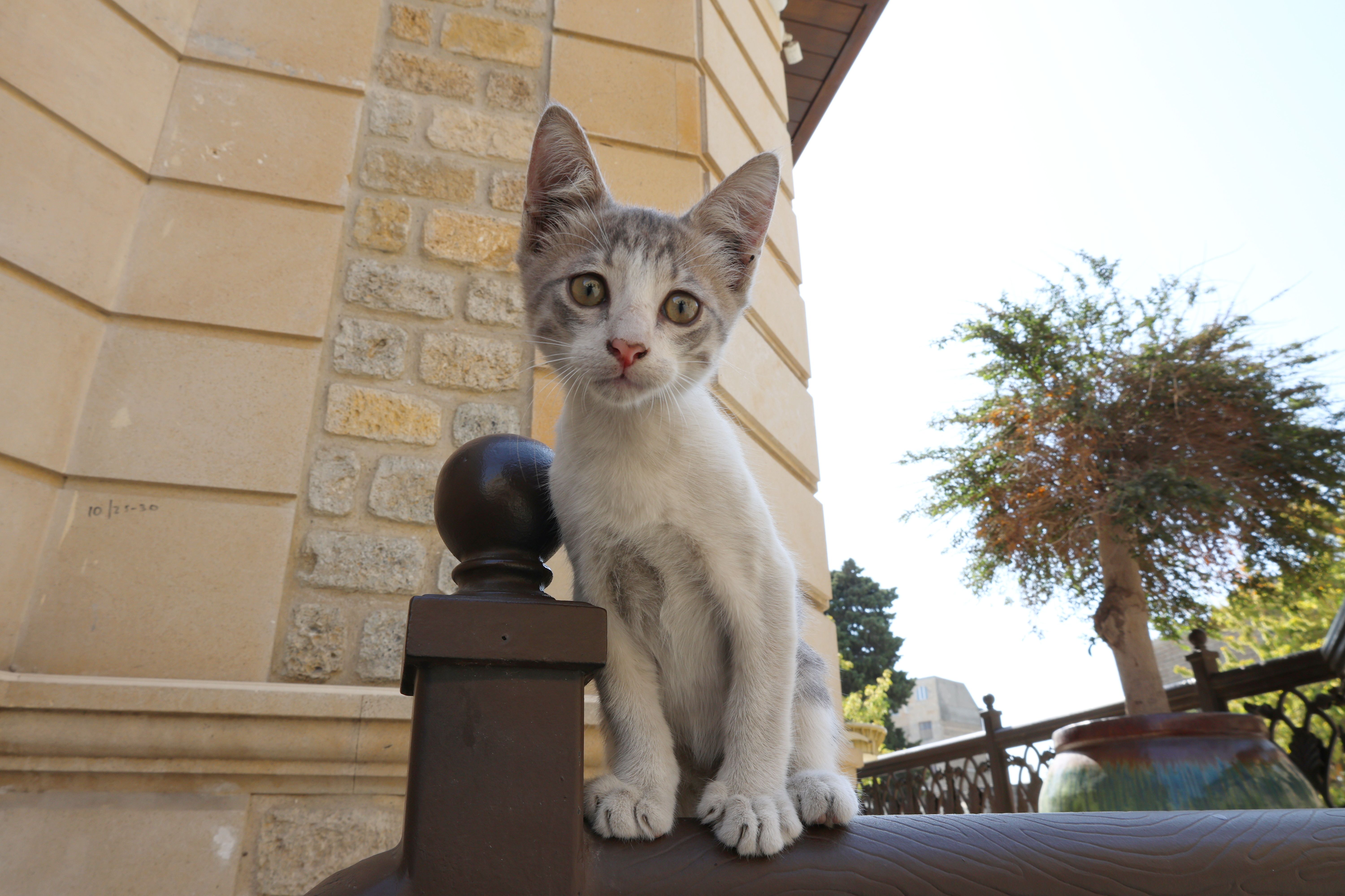 Healthcare and wellness consultation for a cat