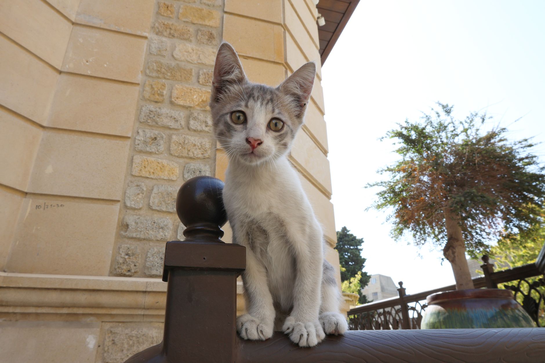 Healthcare and wellness consultation for a cat