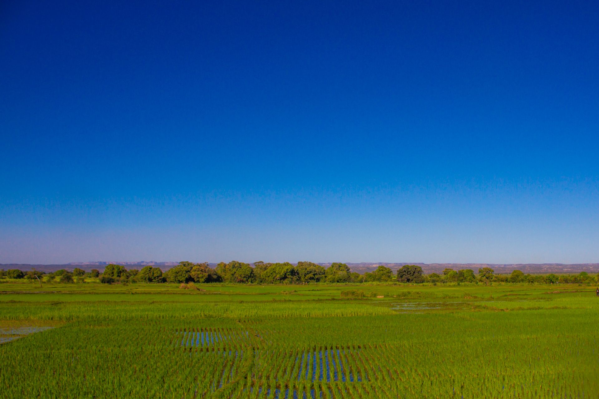 Champs de rizières verdoyants au sud de Madagascar. Un paysage paisible de rizières luxuriantes sous un ciel bleu éclatant, symbole d’abondance et de l’importance de l’agriculture dans la ...