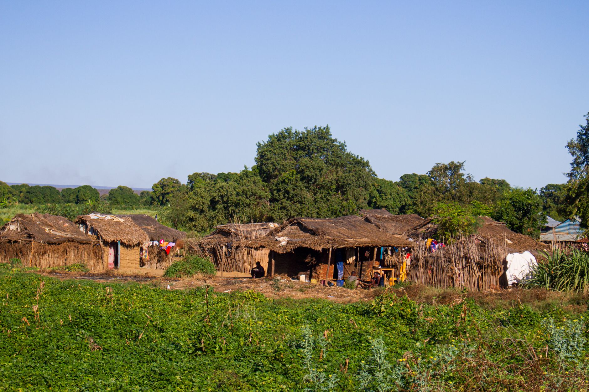 Explore the rustic charm of traditional Madagascar huts in Ankililoaka village, surrounded by lush greenery.