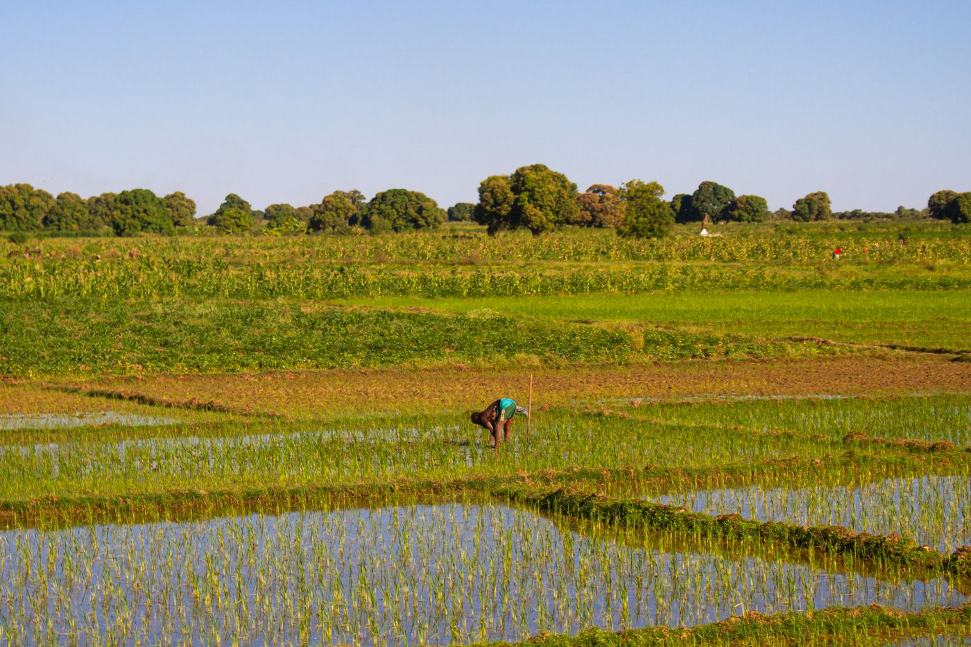 Rizières de Madagascar