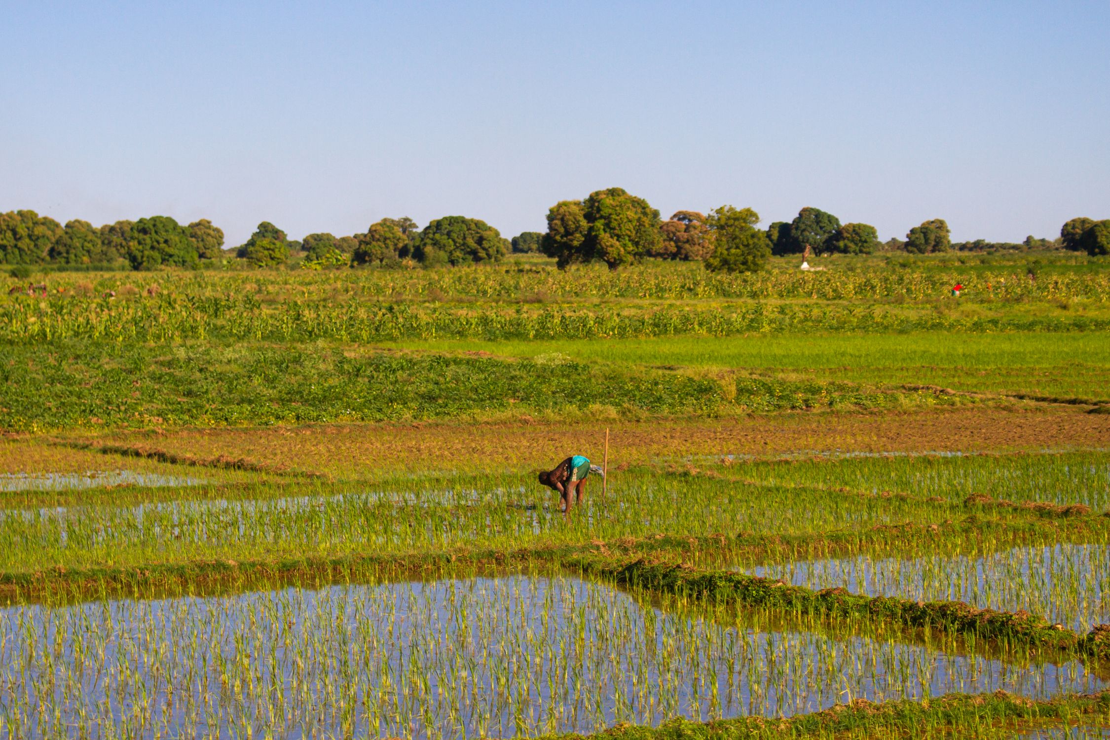 Madagascar Riz Champs De Riz Luxuriants à Ankililoaka, Madagascar · Photo gratuite