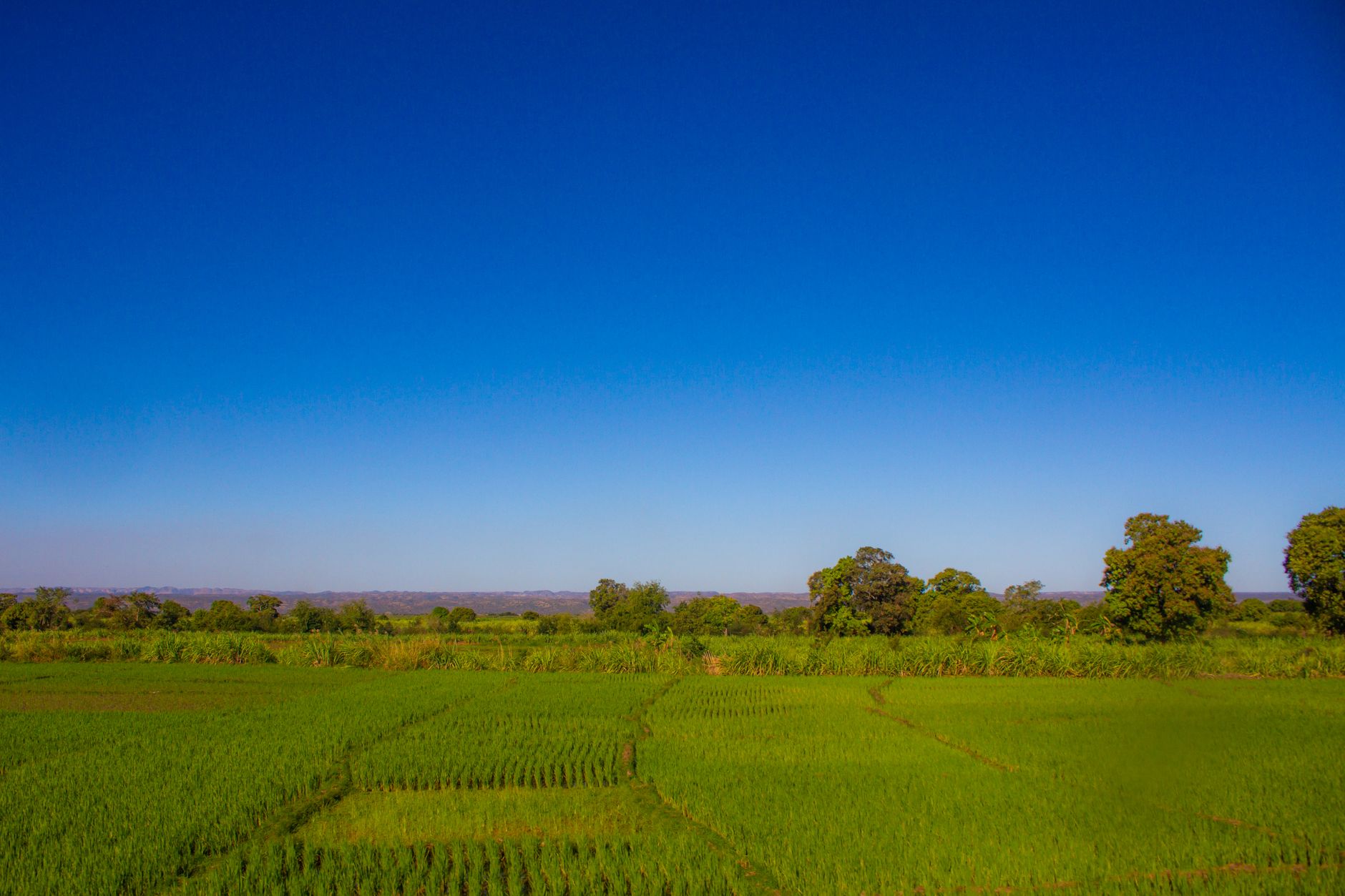 Vibrant green rice fields under a clear blue sky in Ankililoaka, Madagascar.