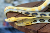 Close-up of Reticulated Python and Albino Burmese Python