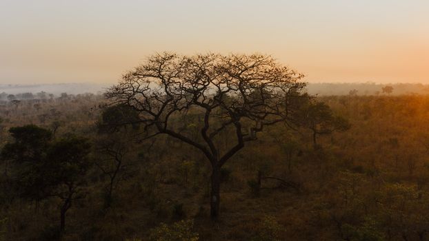 Mole National Park elephants — Ghana