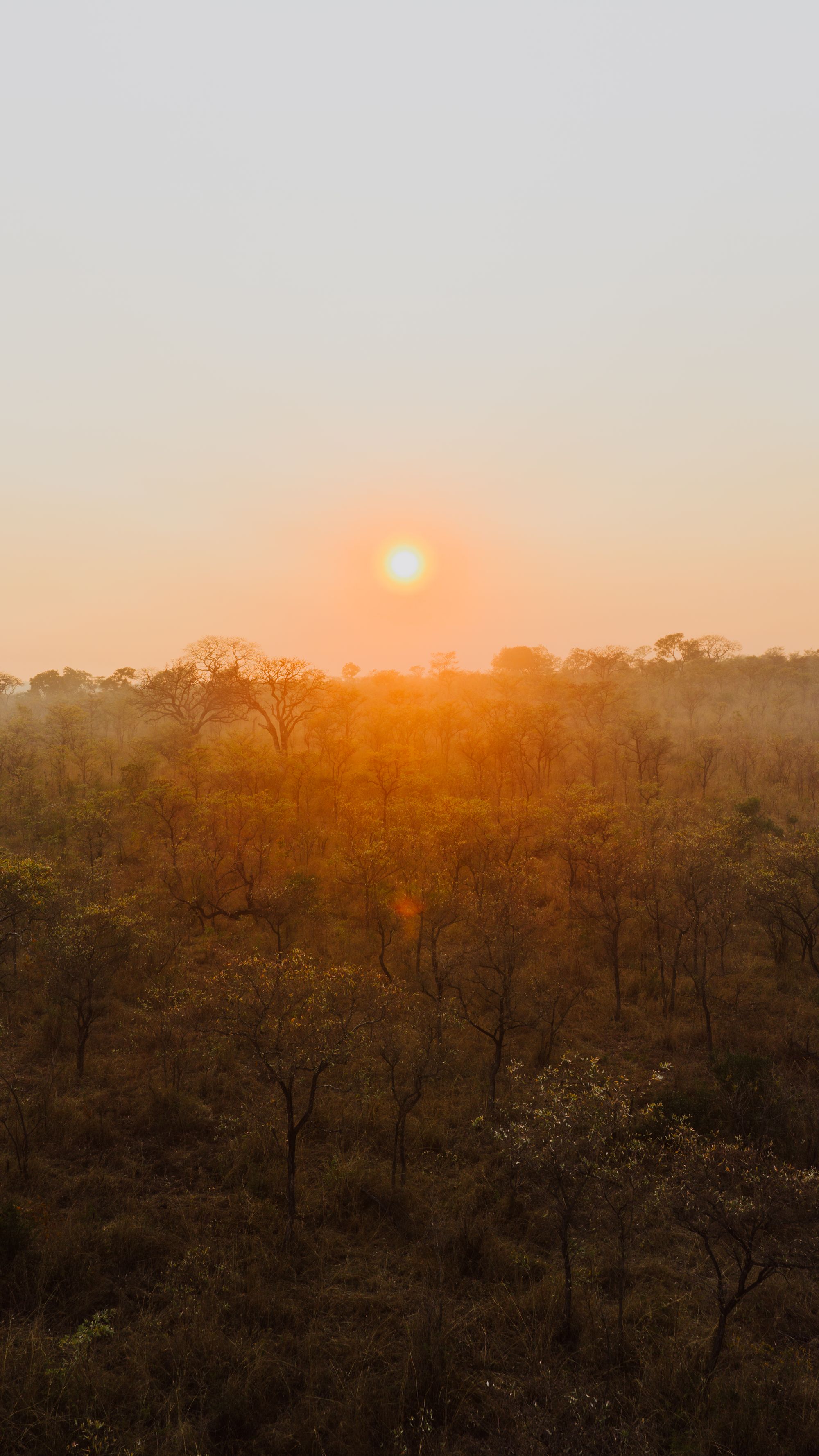 Sunrise over the South African savanna