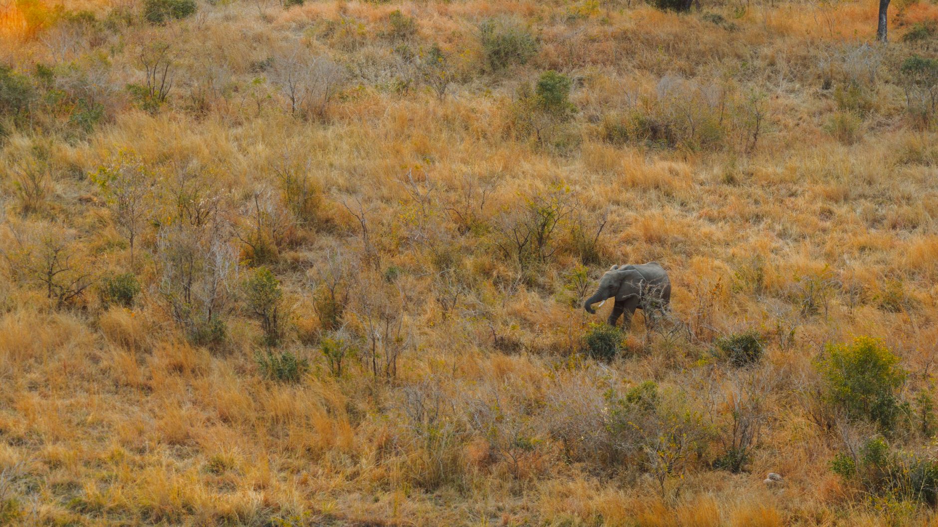 Airport transfers in Kruger National Park Airport transfers in Kruger National Park
