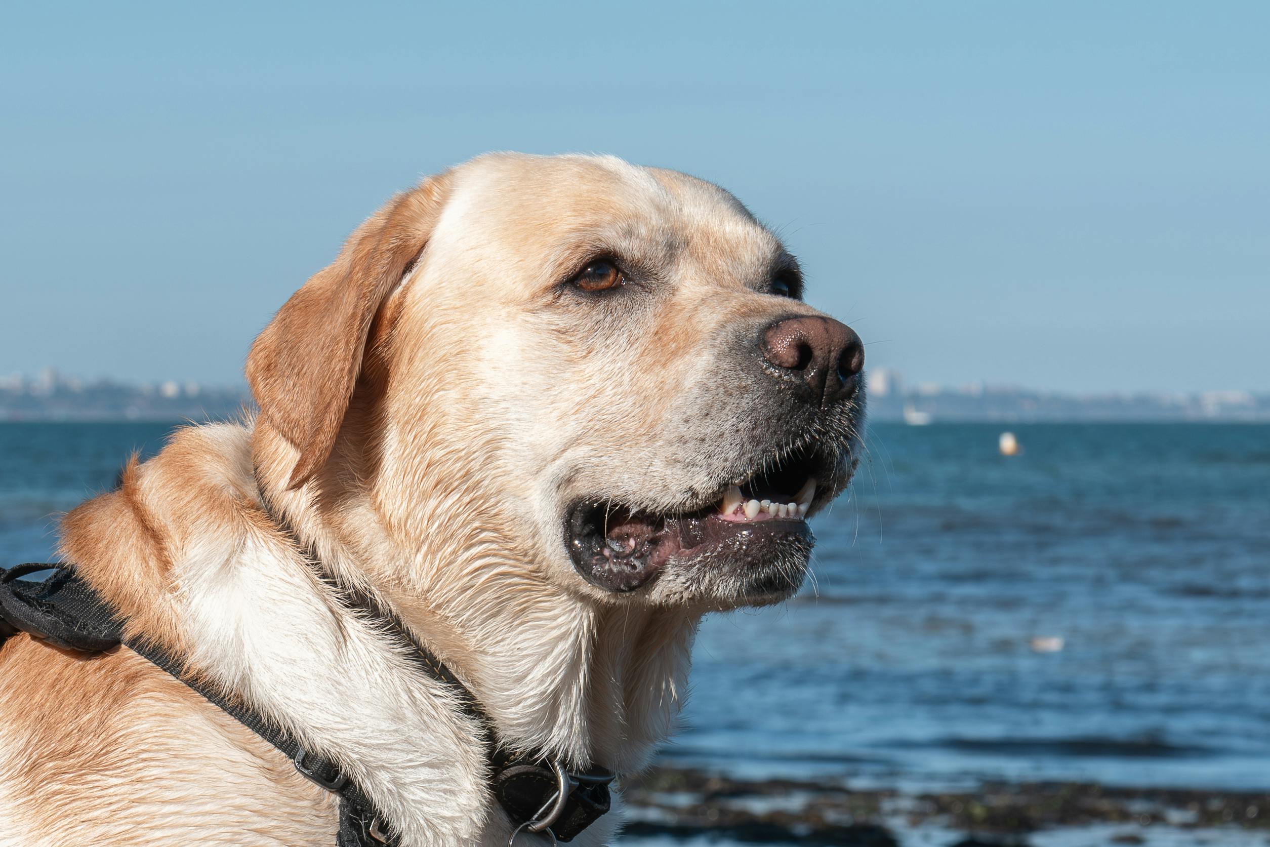 8 26國際狗狗日｜不只陪毛孩慶祝 這些養狗常識你該懂