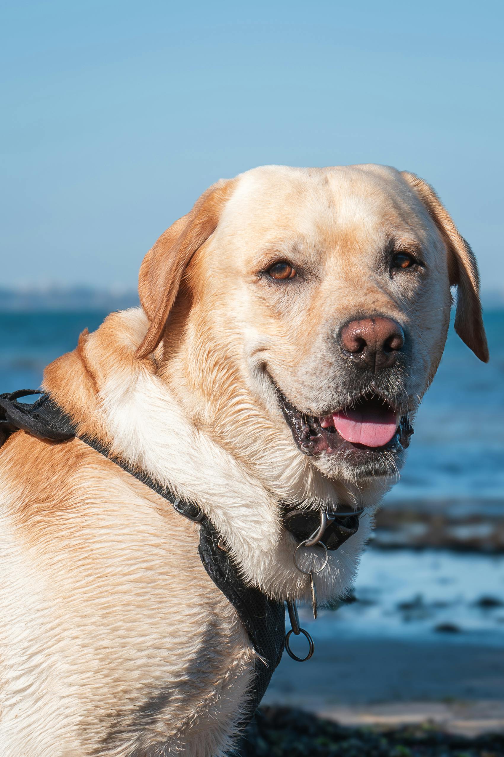 8 26國際狗狗日｜不只陪毛孩慶祝 這些養狗常識你該懂