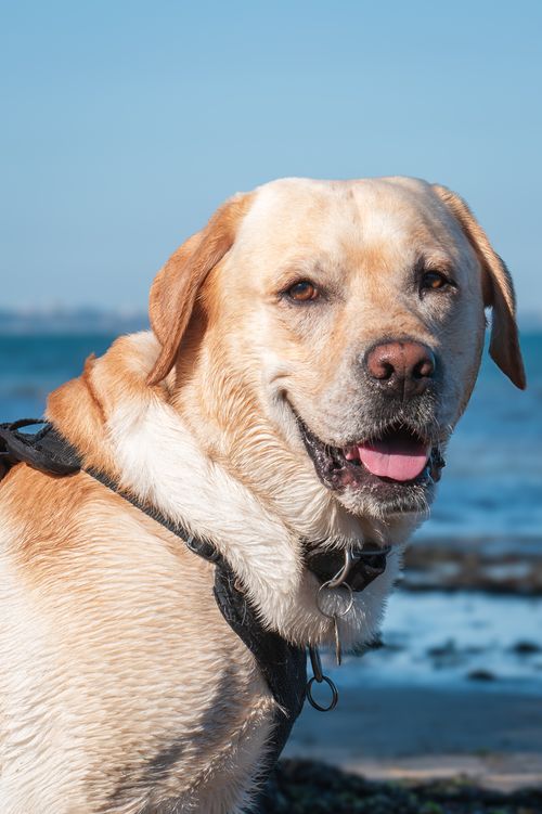 Free Labrador Retriever enjoying a sunny day on the beach, wearing a harness. Stock Photo