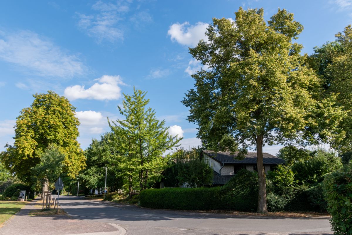 Distances de plantation : haies et arbres du voisin - Que faire si les plantations du voisin ne respectent pas les règles ?