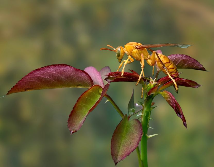 Vibrant close-up of a yellow paper wasp on green leaves, showcasing vivid colors and ecological harmony.