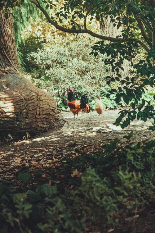 Free Two chickens peacefully roam in a lush forest environment, surrounded by greenery and natural light. Stock Photo