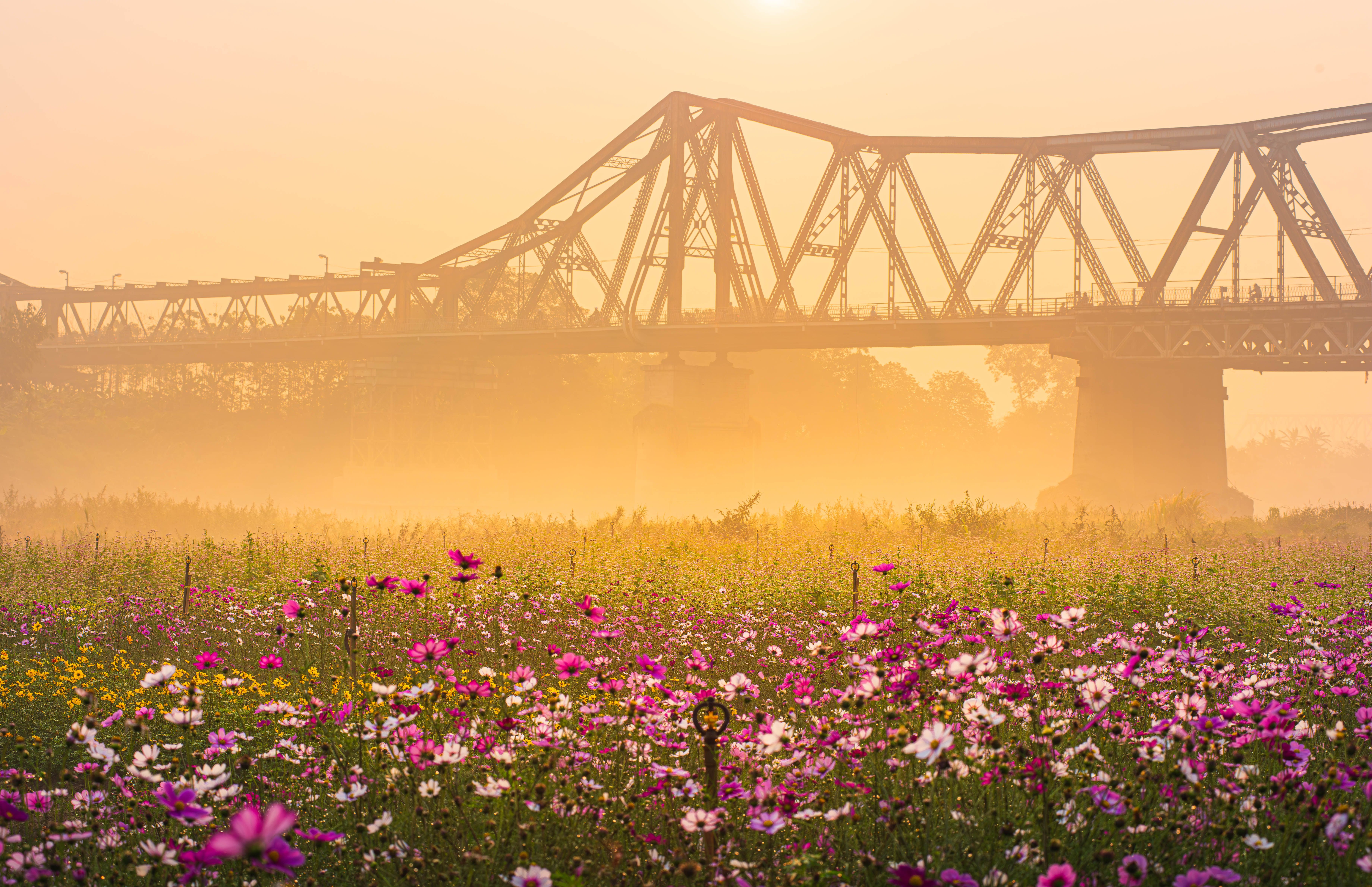 A scenic view of a bridge over a vibrant flower field under a warm sunset glow.