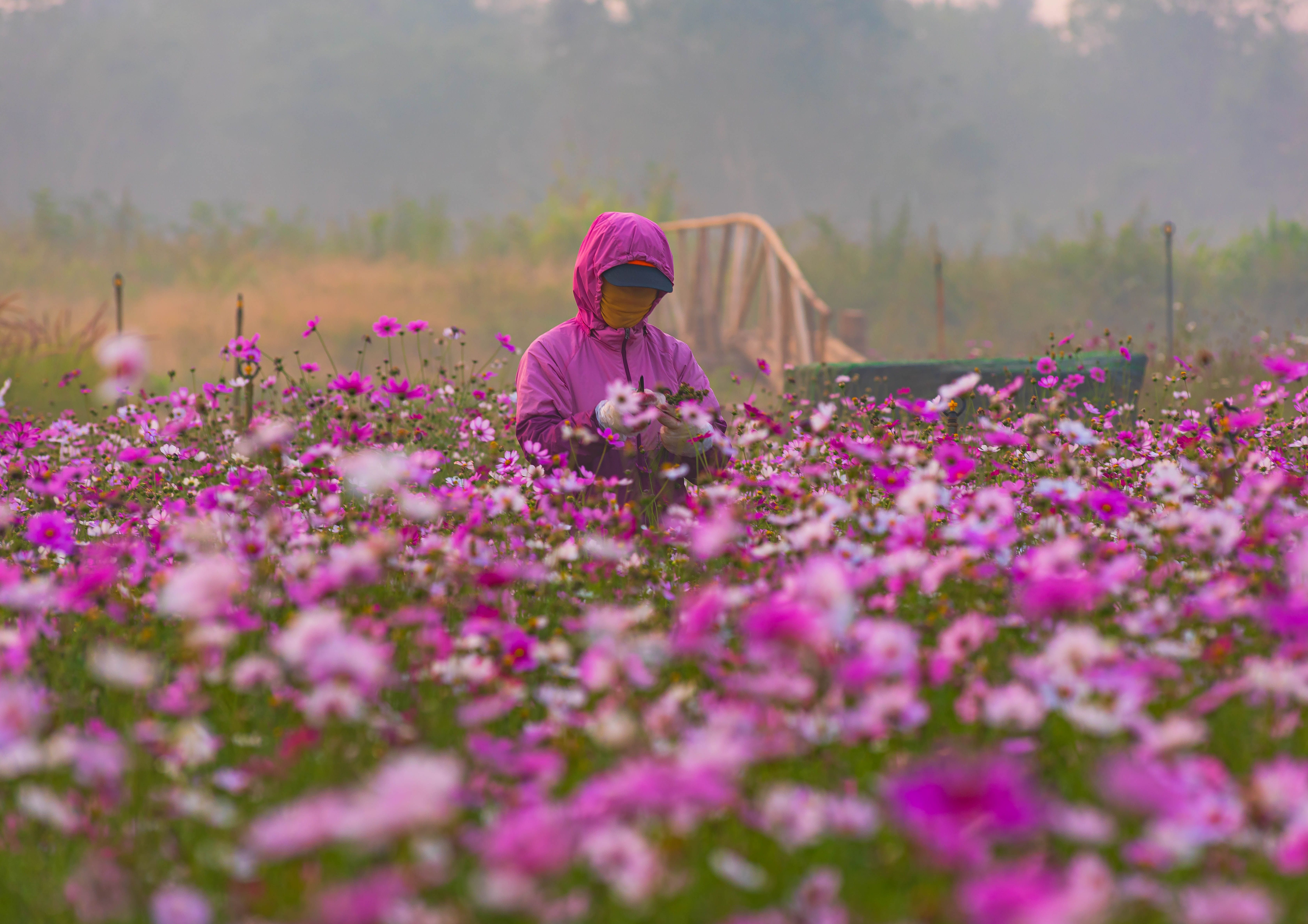 A person in protective clothing tends to a blooming field of pink flowers in a tranquil garden setting.