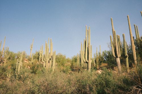 Free Beautiful view of towering saguaro cacti in the Arizona desert under a clear blue sky. Stock Photo