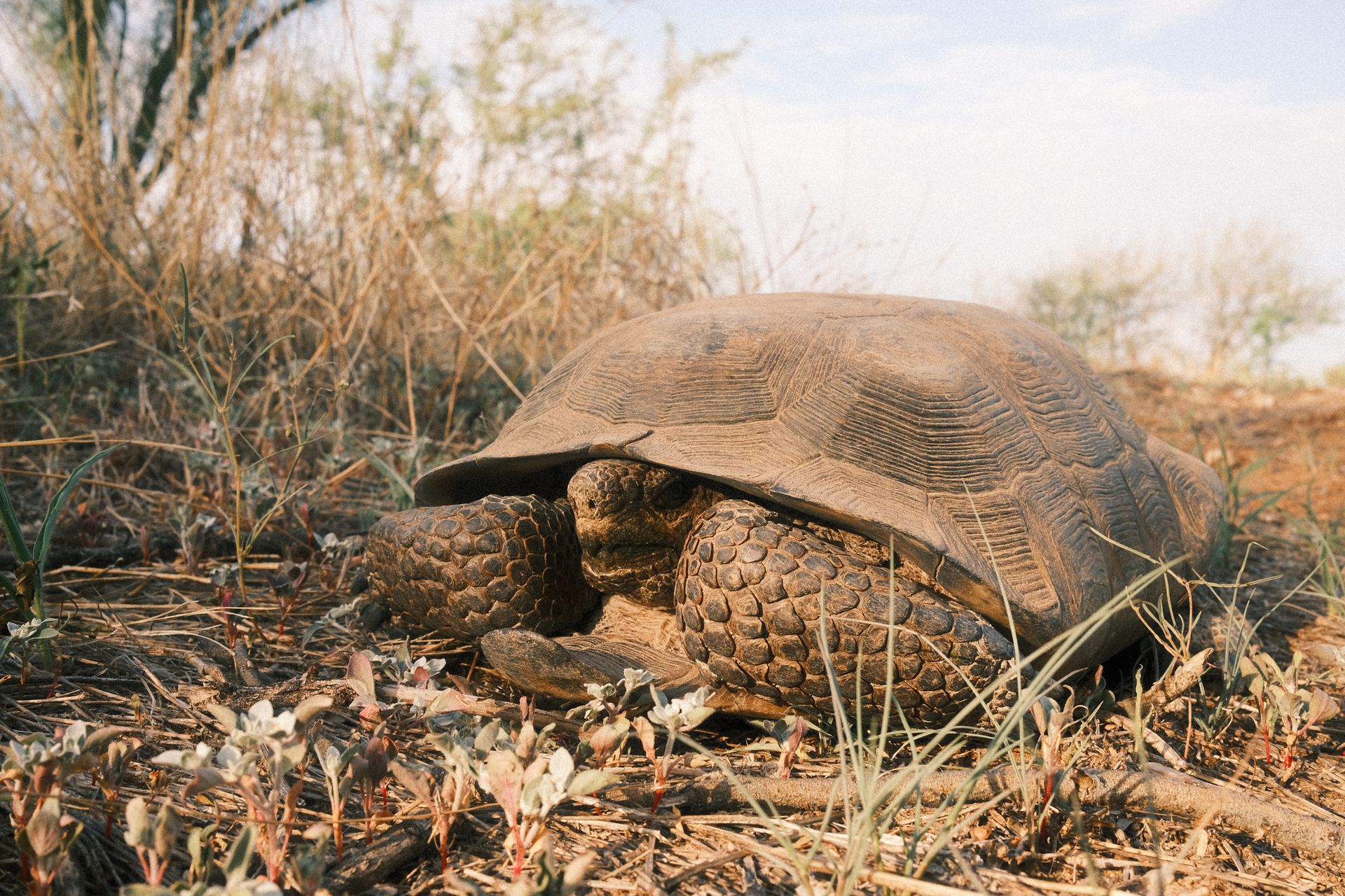 Sonoran Desert Tortoise Turtle Close Up in Arizona