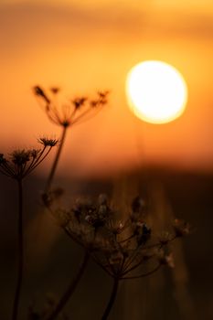 A serene silhouette of wildflowers against a vivid sunset in York, England.