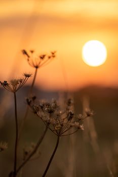 Silhouetted wildflowers against a stunning sunset in York, England.