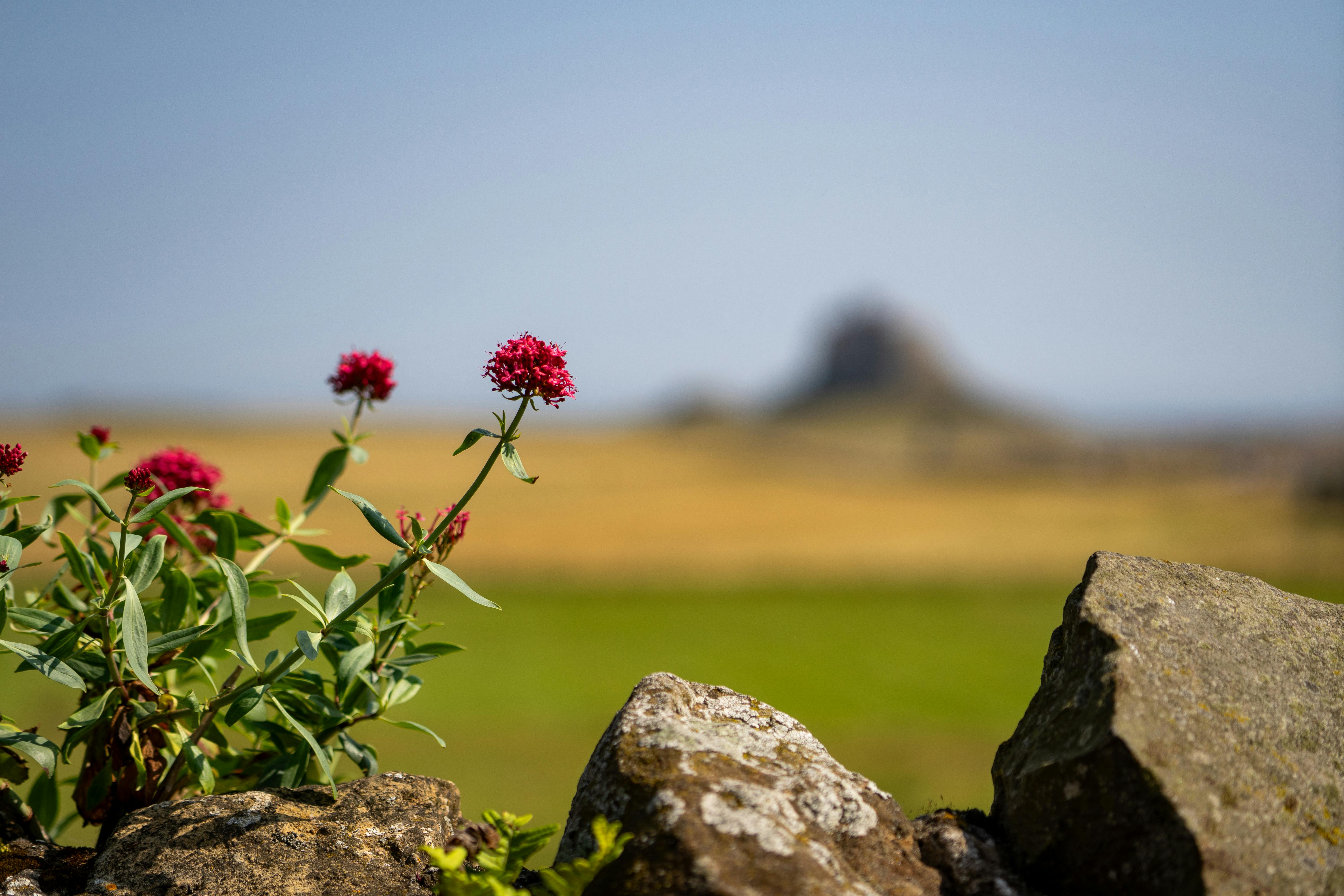 Monument de pierre dans la lande du Northumberland