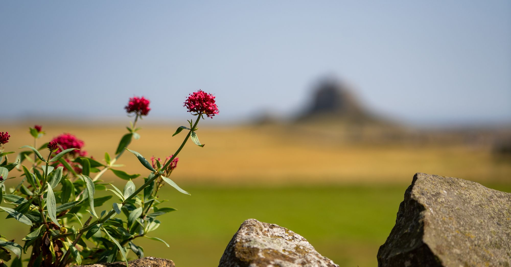 UK Charity Races to Secure Historic Northumberland Estate as Biodiversity Sanctuary